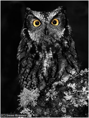 Missing Image: i_0060.jpg - Western Screech Owl