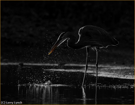 Missing Image: i_0064.jpg - Great Blue Heron Fishing