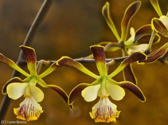 Missing Image: i_0003.jpg - Spray of Orchids