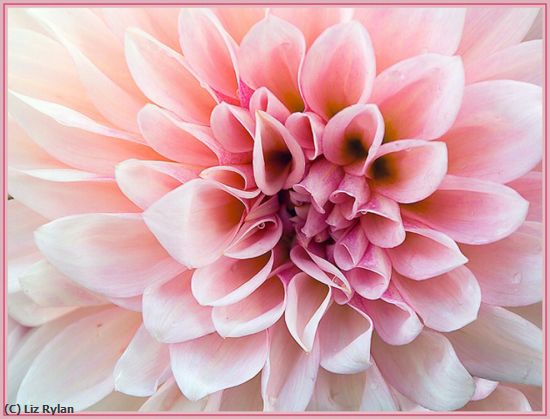 Missing Image: i_0008.jpg - My-Dahling-Dahlia