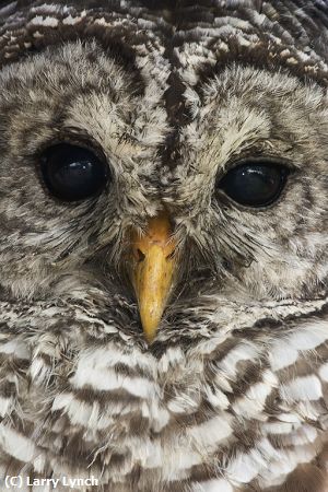 Missing Image: i_0013.jpg - Barred Owl Portrait