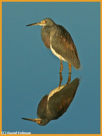 Missing Image: i_0018.jpg - Juvenile-Heron