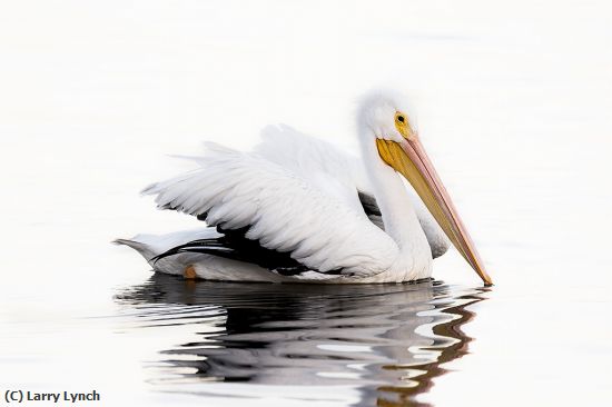 Missing Image: i_0042.jpg - American White Pelican