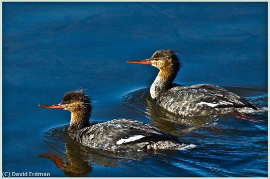 Missing Image: i_0049.jpg - Merganser