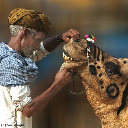 Missing Image: i_0068.jpg - The-Camel-Trader