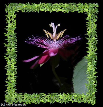 Missing Image: i_0072.jpg - Passion-Flower