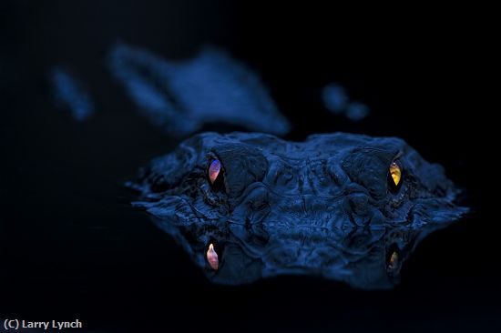 Missing Image: i_0077.jpg - Gator Eyeshine