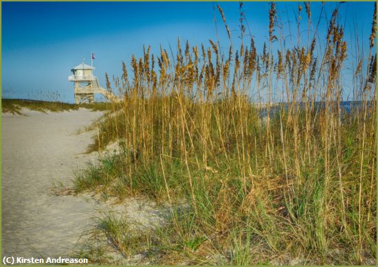 Missing Image: i_0001.jpg - OrmondSeagrass