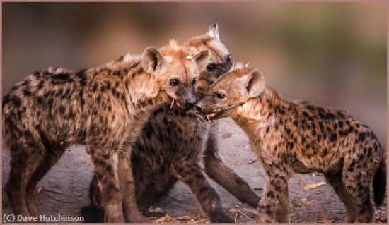 Missing Image: i_0015.jpg - SpottedHyenaPupsAtPlay