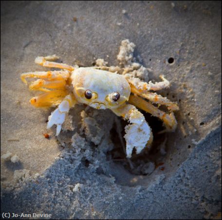 Missing Image: i_0020.jpg - Ghost Crab