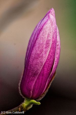 Missing Image: i_0023.jpg - Magnolia-Bud