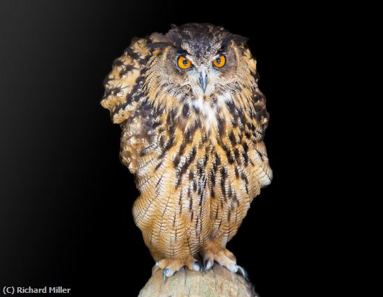 Missing Image: i_0031.jpg - NIGHT-OWL