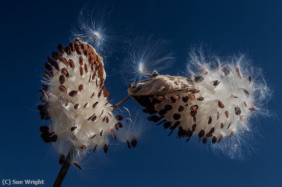 Missing Image: i_0041.jpg - Milk Weed