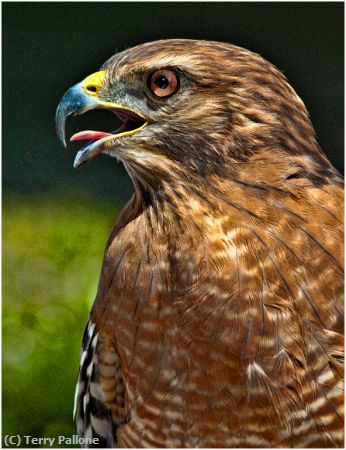 Missing Image: i_0042.jpg - Redshoulder-Hawk