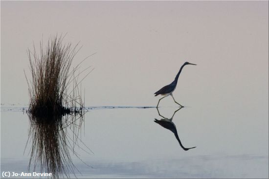 Missing Image: i_0043.jpg - Bird Walk