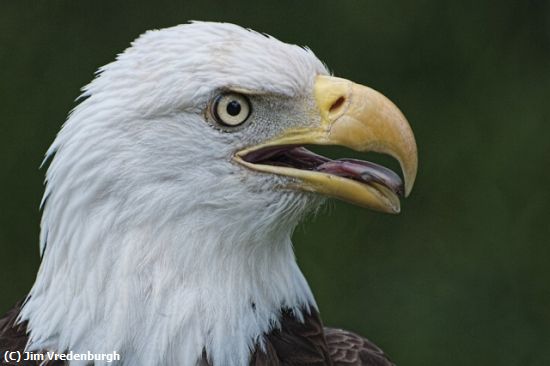 Missing Image: i_0044.jpg - Bald Eagle