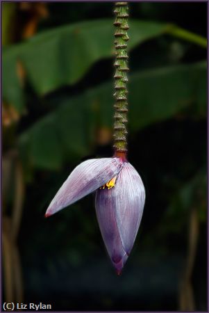 Missing Image: i_0048.jpg - Banana-Blossom