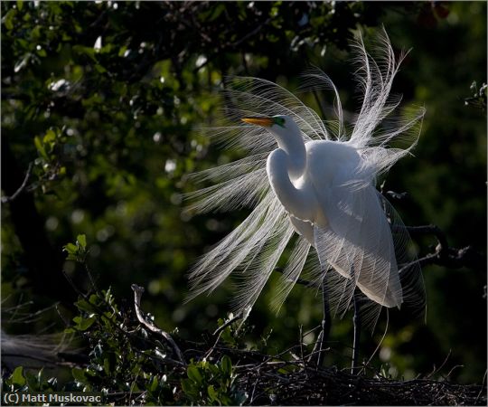 Missing Image: i_0051.jpg - Great Egret Back-Lit