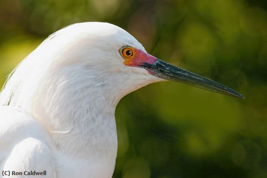 Missing Image: i_0052.jpg - Egret-Head