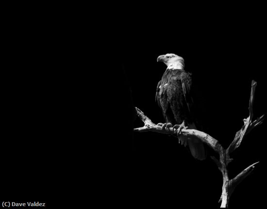 Missing Image: i_0057.jpg - Eagle-Black-and-White