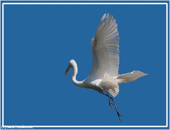 Missing Image: i_0058.jpg - Great Egret Flying High