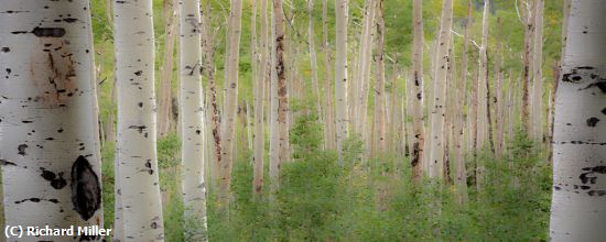 Missing Image: i_0061.jpg - ASPEN-GROVE