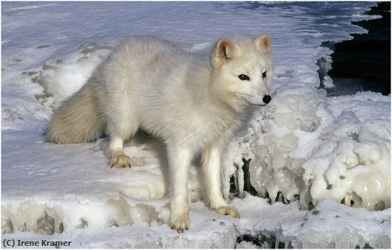 Missing Image: i_0063.jpg - Arctic Fox at River's Edge