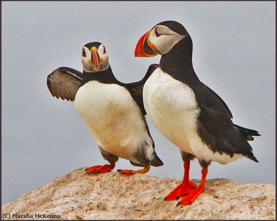 Missing Image: i_0064.jpg - Pair of Puffins
