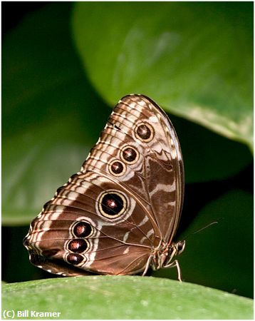 Missing Image: i_0066.jpg - Blue Morpho