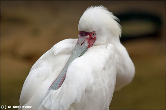 Missing Image: i_0068.jpg - Spoonbill