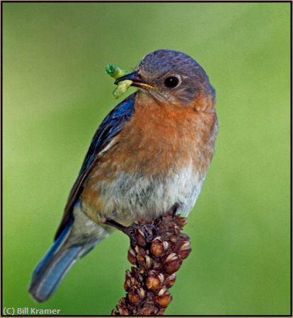 Missing Image: i_0071.jpg - Eastern Bluebird