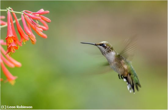 Missing Image: i_0072.jpg - Hummingbird