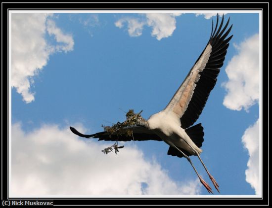 Missing Image: i_0074.jpg - woodstork-with-branches