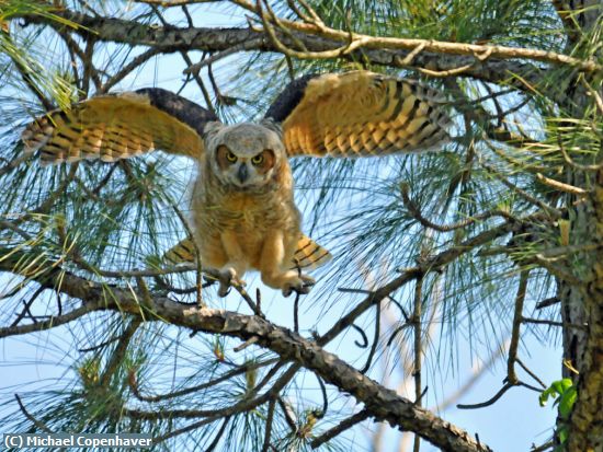 Missing Image: i_0075.jpg - owl at honeymoon island