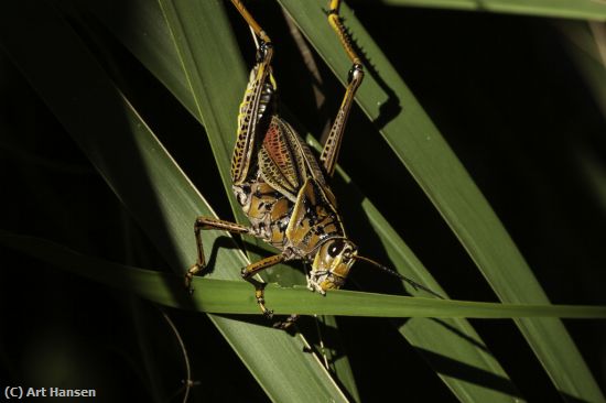 Missing Image: i_0076.jpg - Grasshopper