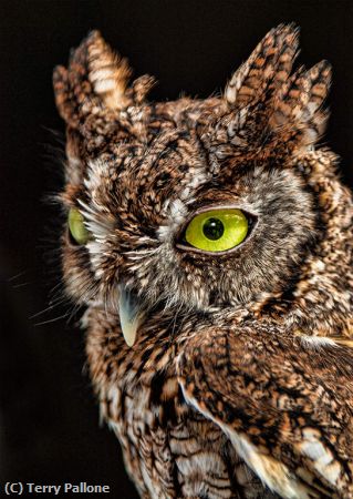 Missing Image: i_0077.jpg - Screech-owl-eyes