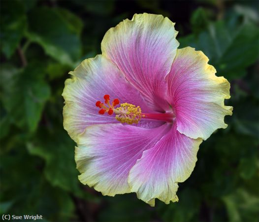 Missing Image: i_0001.jpg - Hibiscus