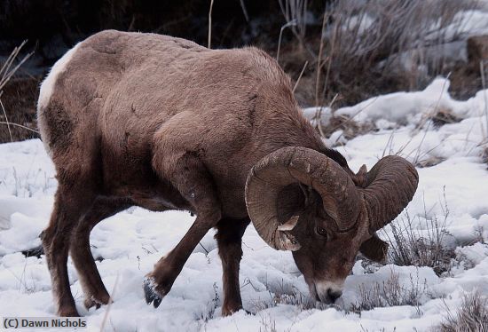 Missing Image: i_0009.jpg - Bighorn