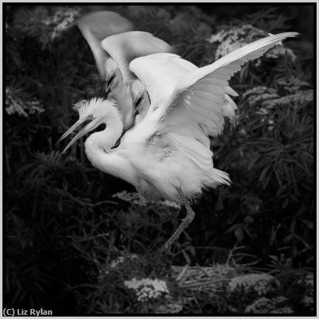 Missing Image: i_0013.jpg - Famous-Baby-Heron-Nest-Dance