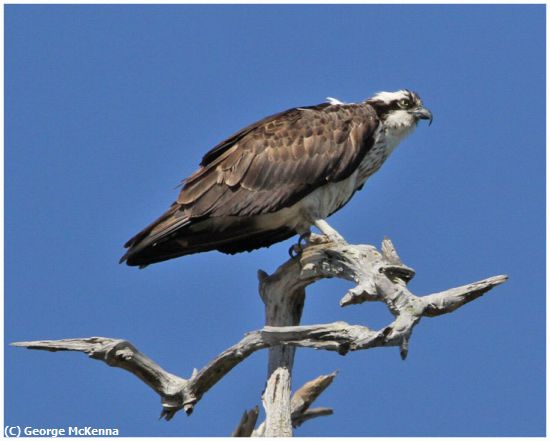 Missing Image: i_0016.jpg - Osprey Perched