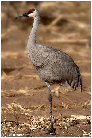 Missing Image: i_0019.jpg - Sandhill-Crane