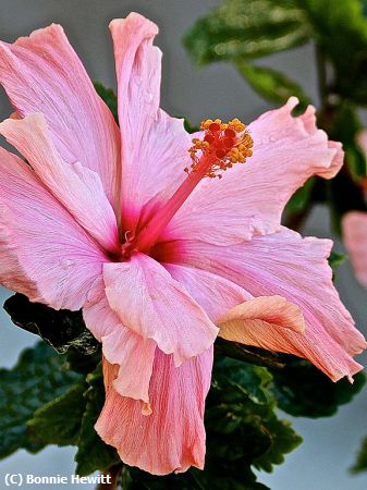 Missing Image: i_0026.jpg - Hibiscus