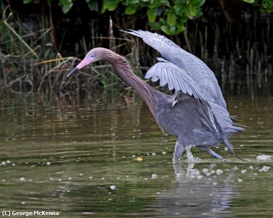 Missing Image: i_0032.jpg - Reddish Egret Fishing