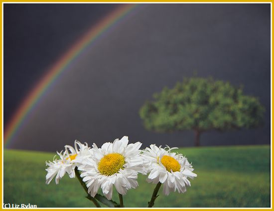 Missing Image: i_0050.jpg - Daisies-Under-a-Rainbow