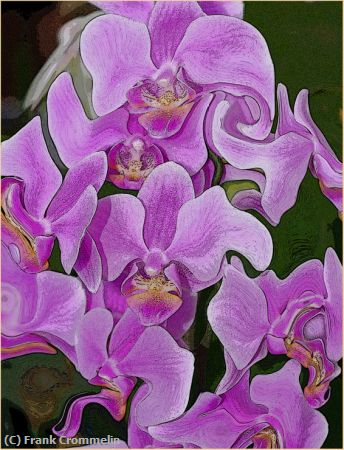 Missing Image: i_0051.jpg - Orchids