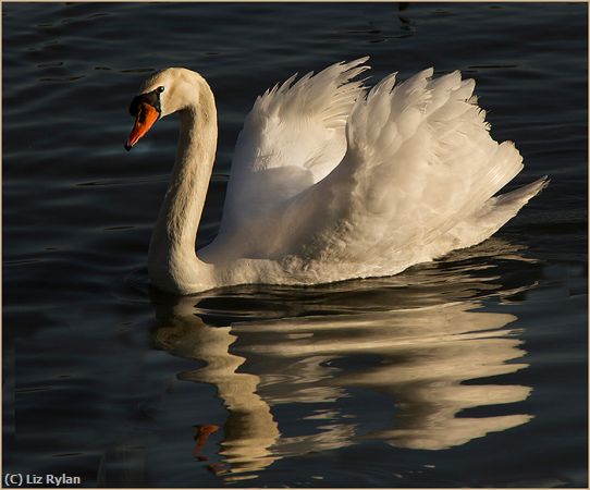 Missing Image: i_0001.jpg - SWAN-SWIMMING