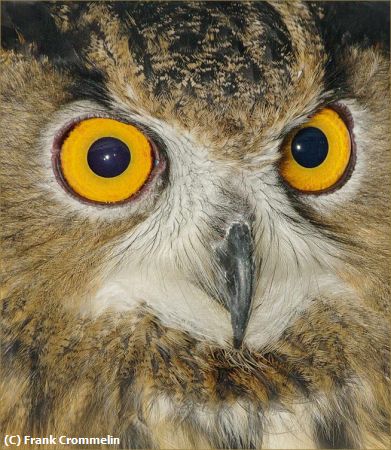 Missing Image: i_0005.jpg - Owl Eyes