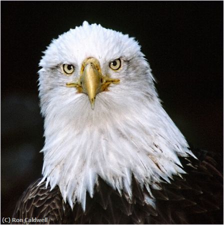 Missing Image: i_0011.jpg - Eagle Eyes