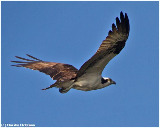 Missing Image: i_0014.jpg - Osprey in Flight