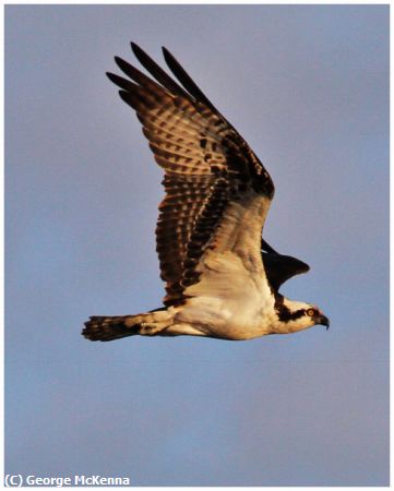 Missing Image: i_0017.jpg - Osprey